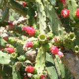 Opuntia (Nopalea) auberi Dscf1527.jpg